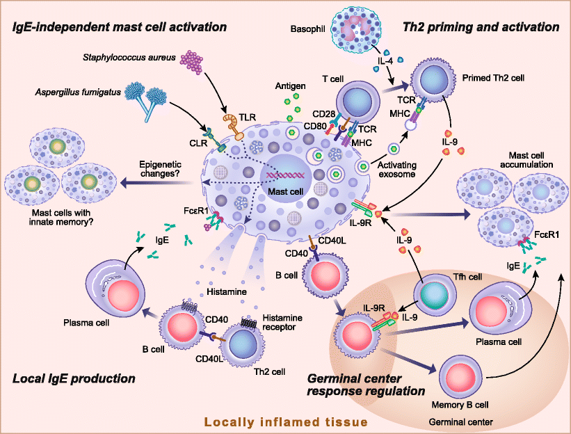 Mast Cell Interactions and Crosstalk in Regulating Allergic