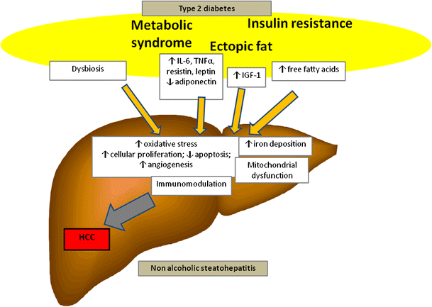 Type 2 Diabetes and Hepatocellular Carcinoma: Risk Factors and ...