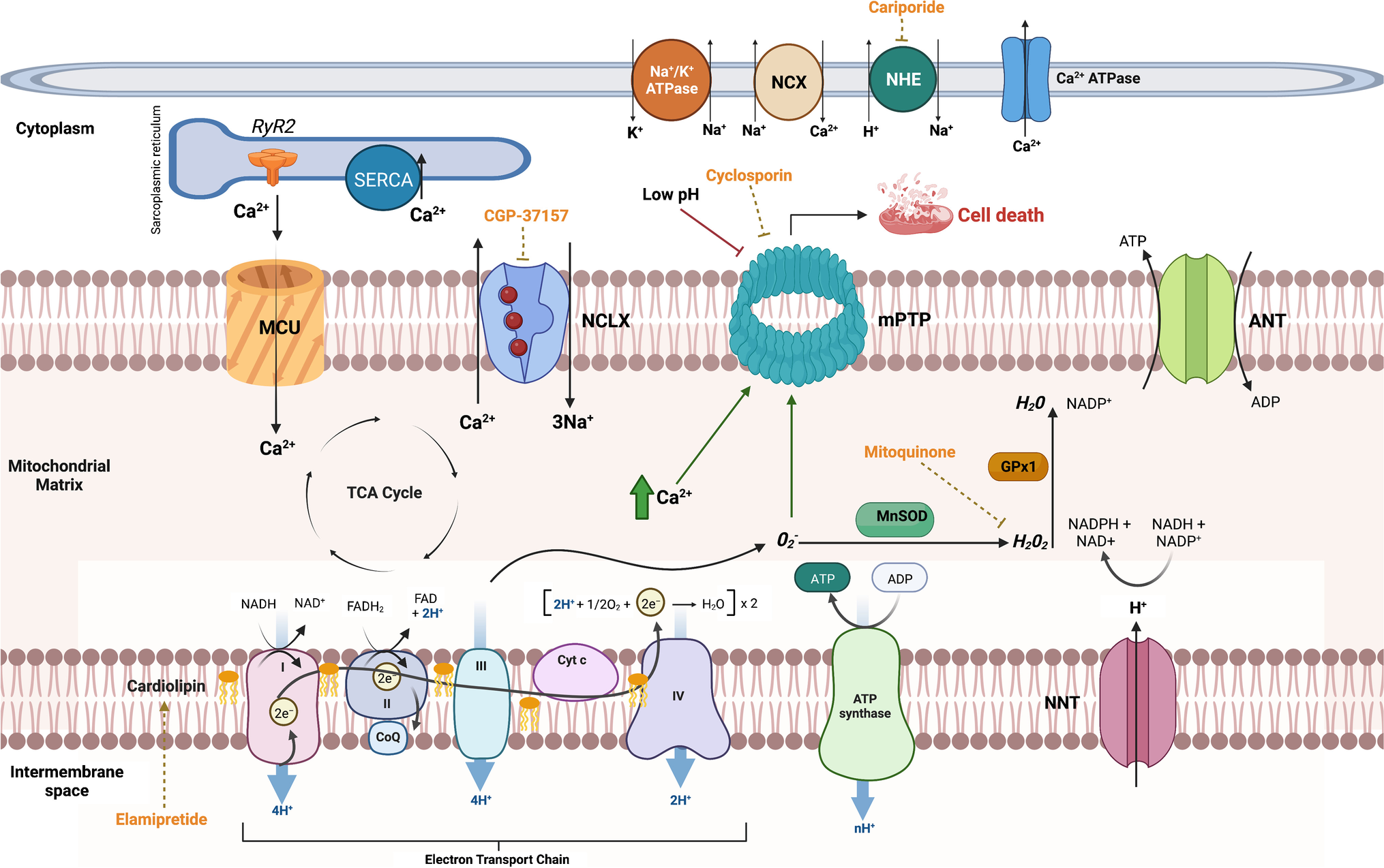 Myocardial Metabolism in Heart Failure | springermedizin.de