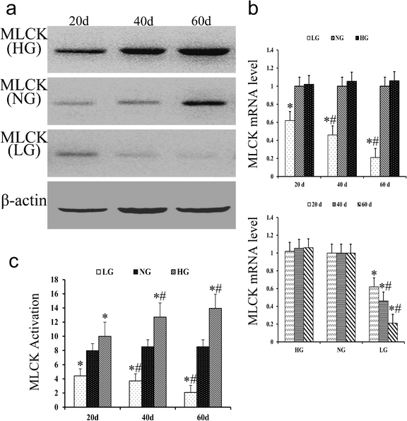 dietary selenium influences calcium release and activation of mlck open image in new window
