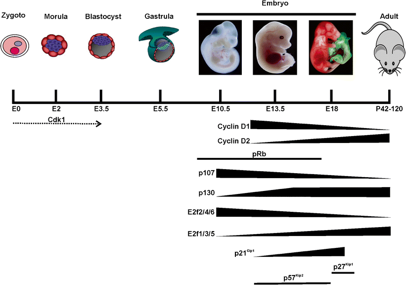 Cell Cycle Regulation During Neurogenesis in the Embryonic and Adult ... Biology Diagrams