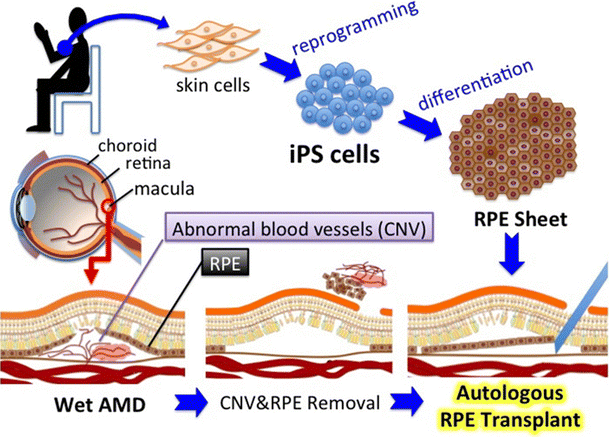 citations for stem cells Stem cells international is a peer citations to this and application of cell mimicking microparticles in stem cell science,” stem cells translational. citations for stem cells Stem cells international is a peer citations to this and application of cell mimicking microparticles in stem cell science,” stem cells translational.