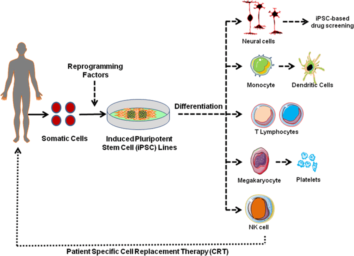 Derivation of Human Induced Pluripotent Stem Cell (iPSC) Lines and ...