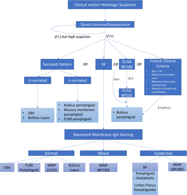 Autoimmune Subepidermal Bullous Diseases of the Skin and Mucosae ...