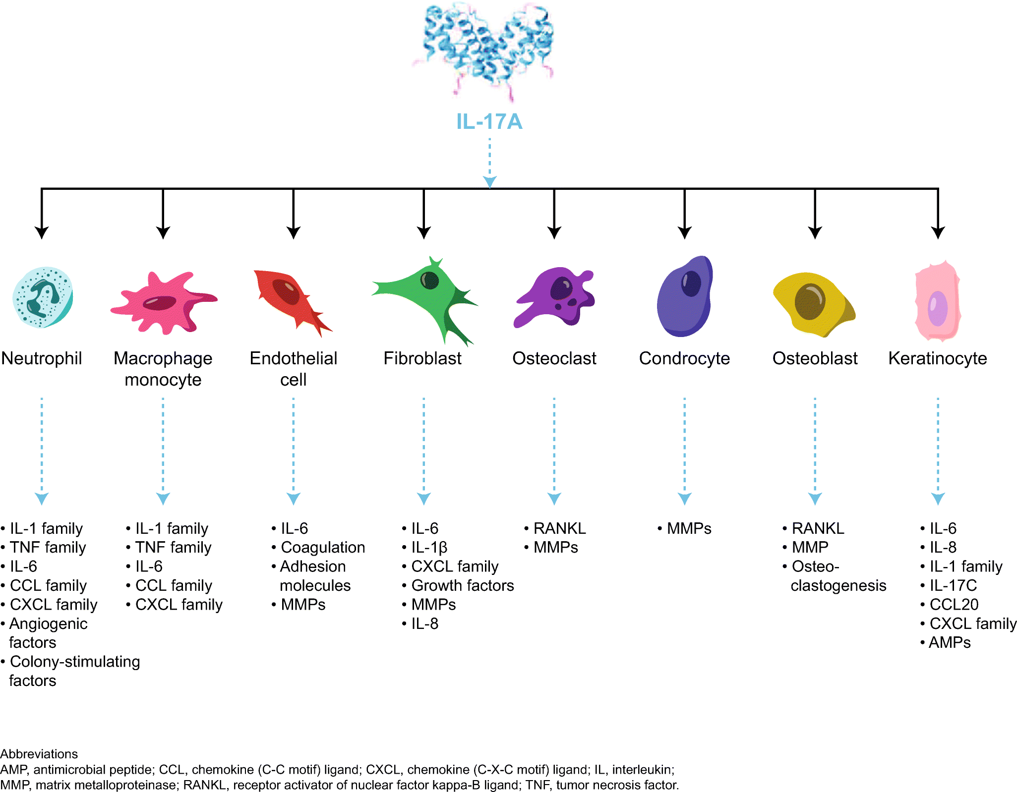 Chemokine Chart