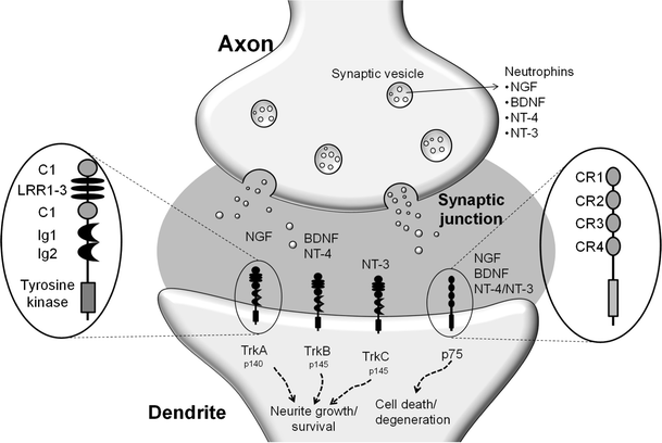 Current Neurogenic And Neuroprotective Strategies To Prevent And Treat Neurodegenerative And Neuropsychiatric Disorders Springerlink
