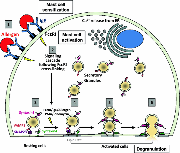 the impact of bacterial infection on mast cell degranulation mast cell degranulation
