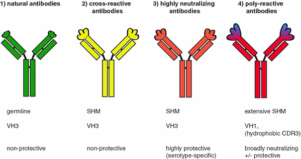 lyme antibody cross reactivity lyme antibody cross reactivity