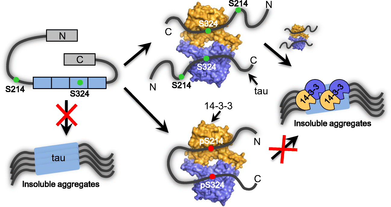 14 3 3tau Interaction And Tau Amyloidogenesis Springerlink