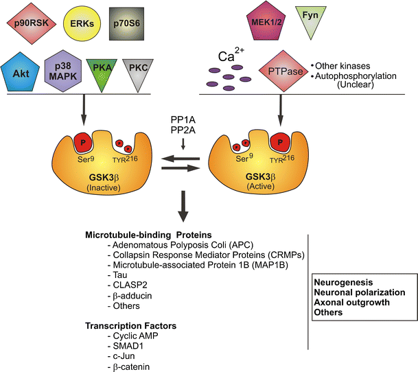 Glycogen Synthase Kinase 3 Beta (GSK3β) at the Tip of Neuronal