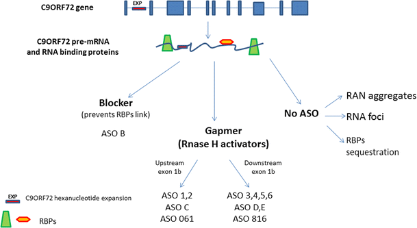 Antisense Oligonucleotide Therapy for the Treatment of C9ORF72 ALS/FTD ...