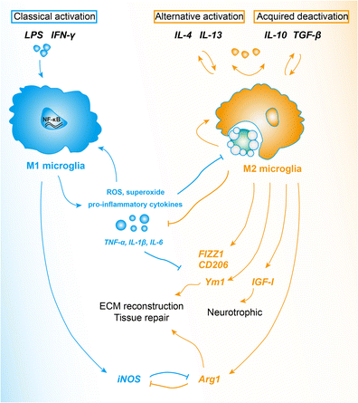 Differential Roles of M1 and M2 Microglia in Neurodegenerative Diseases ...