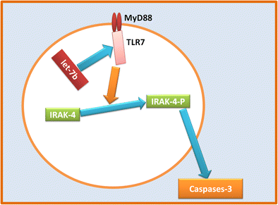 Role of MicroRNA Let-7 in Modulating Multifactorial Aspect of ...