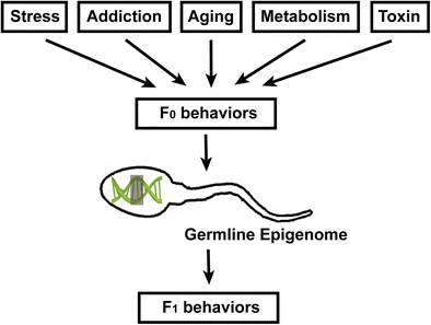 Transgenerational Inheritance Of Paternal Neurobehavi