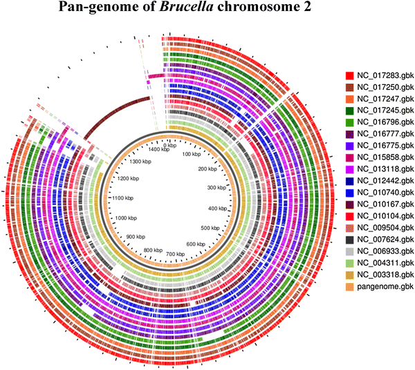 Pan-genome Of Brucella Species 