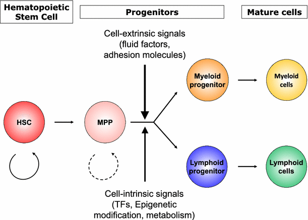 impact of inflammation on early hematopoiesis and the hematopoiesis
