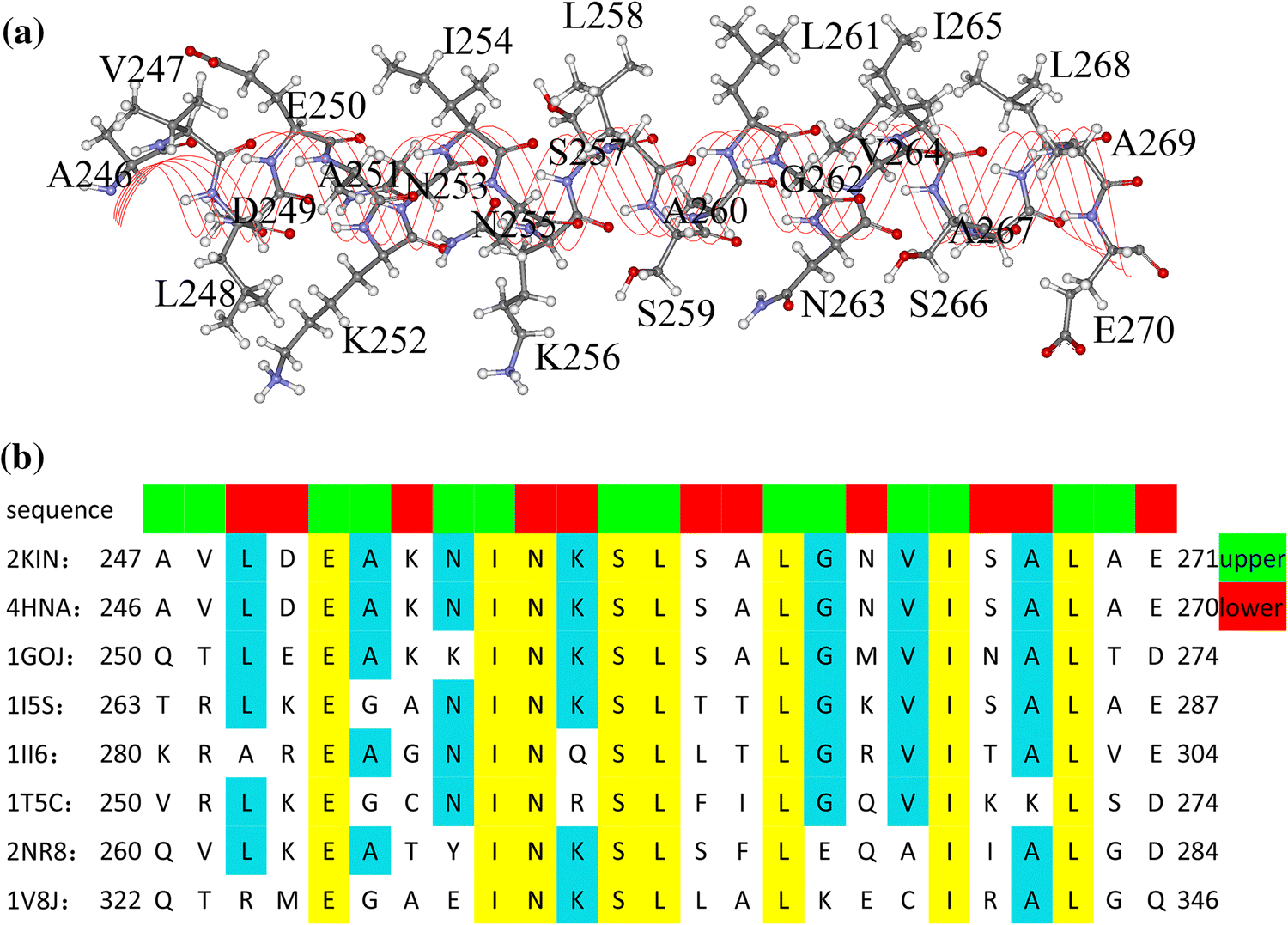 Shaft Function Of Kinesin 1 S Helix In The Processive Movement Springerlink