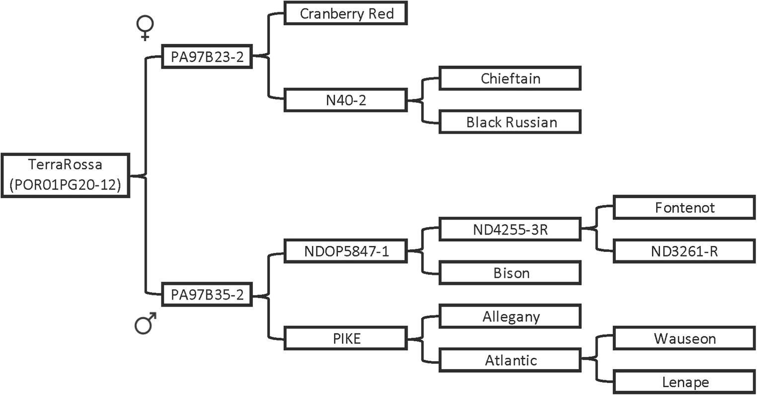 Paddock To Plate Flow Chart