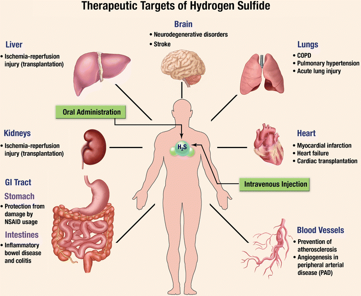 The influence of hydrogen sulfide on the human body. Hydrogen sulphide and its effect on the body The influence of hydrogen sulfide on the human body. Hydrogen sulphide and its effect on the body