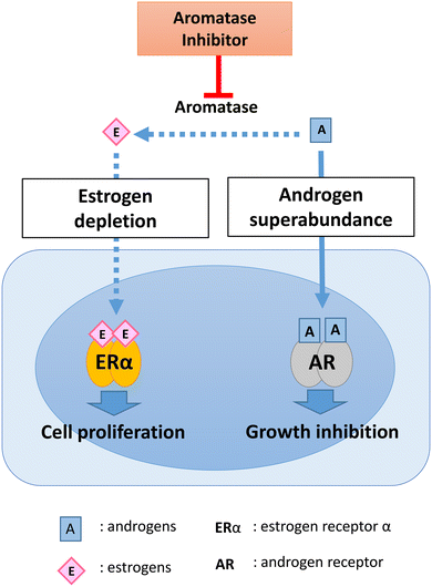 Overcoming Aromatase Inhibitor Resistance In Breast Cancer: Possible ...