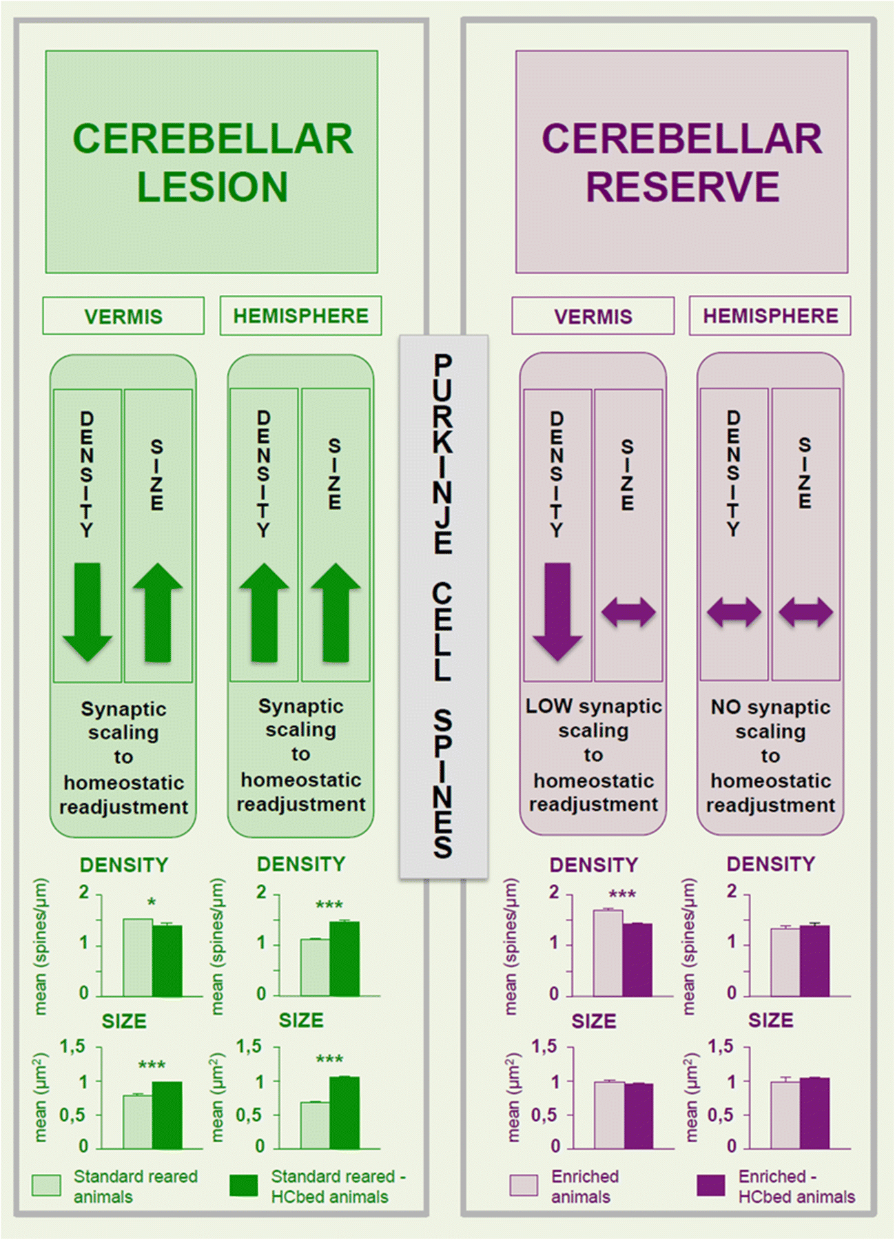 Consensus Paper Cerebellar Reserve From Cerebellar Physiology To