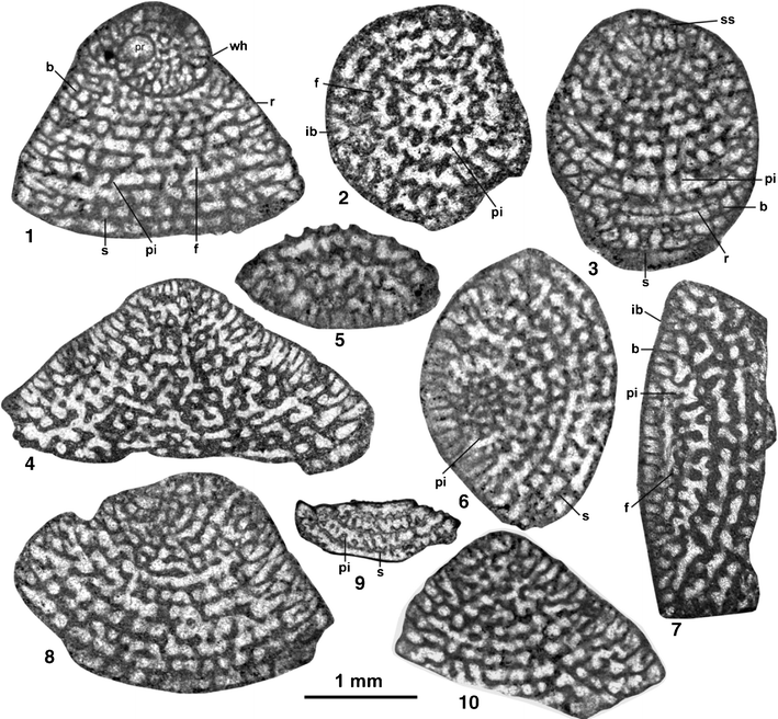 Middle Eocene-Early Miocene larger foraminifera from Dhofar (Oman) and ...