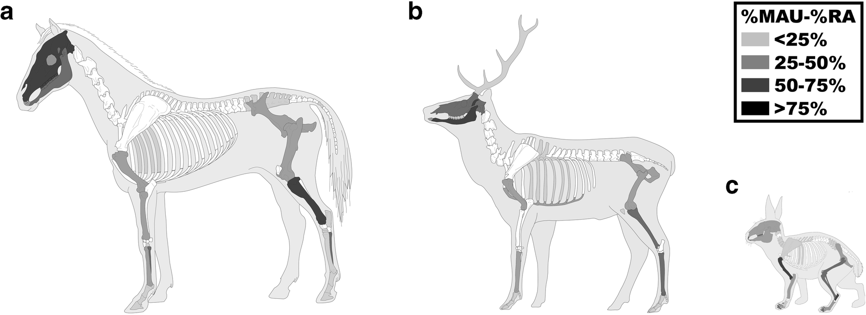Subsistence Strategies Of Gravettian Huntergatherers In The