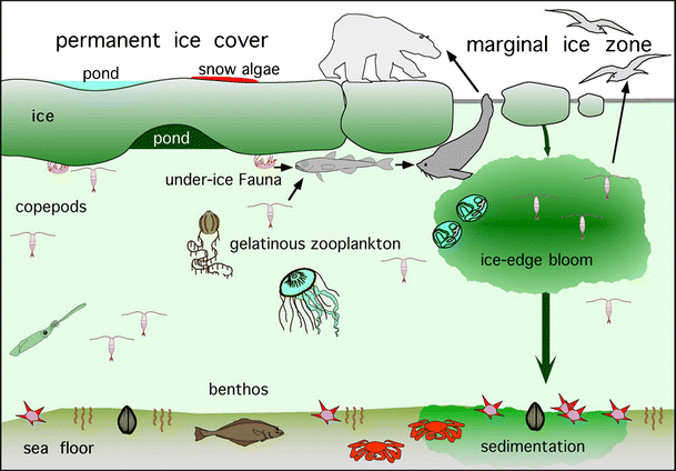 editorial arctic ocean diversity
