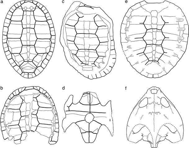 A Review Of The Mesozoic Turtles Of The Junggar Basin - 