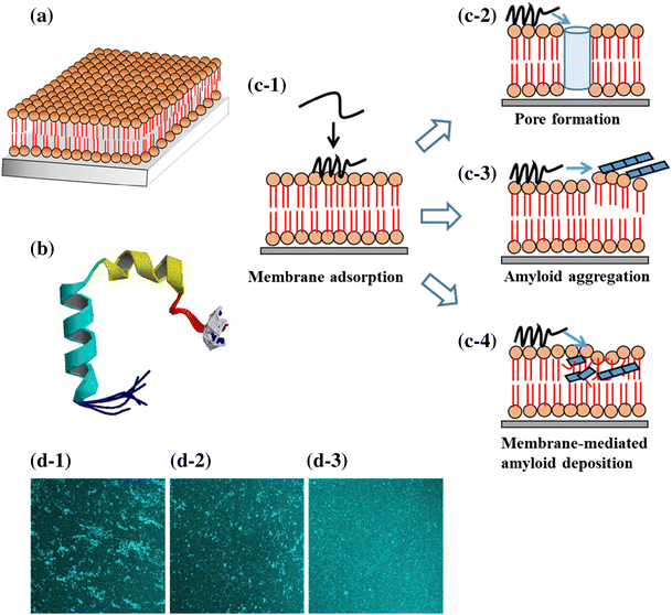 Membrane-mediated amyloid deposition of human islet amyloid polypeptide