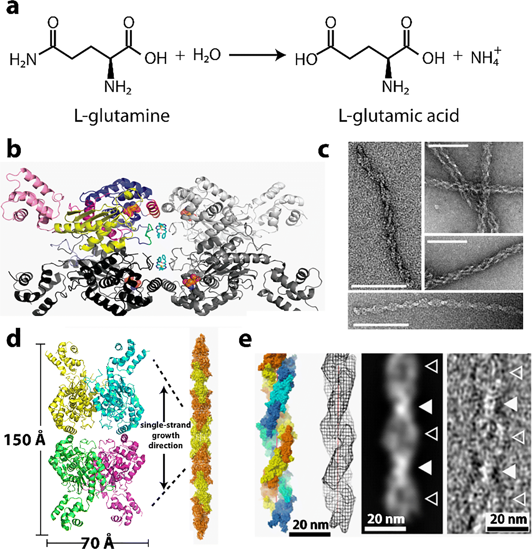 Structures Functions And Mechanisms Of Filament Forming Enzymes