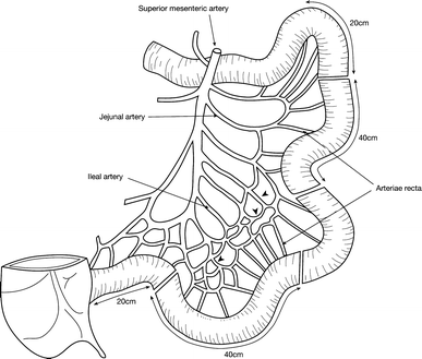 An investigation of human jejunal and ileal arteries | SpringerLink