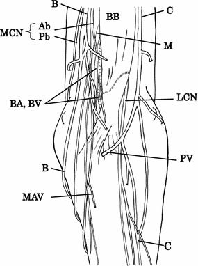 Topographical anatomy of superficial veins, cutaneous nerves, and