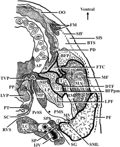 Anatomy of the fasciae and fascial spaces of the maxillofacial and the