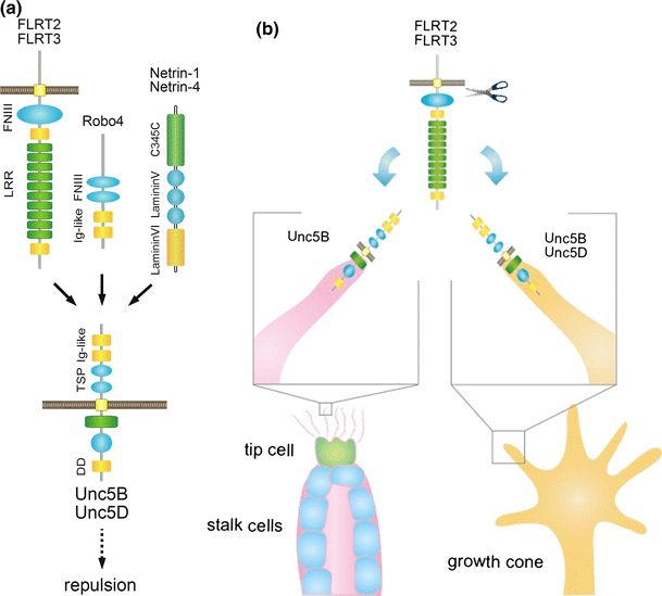 the nervous system ii ion channels 1dorsal nervous system 1 ventral nervous ii type of action on the presence of ion channels needed to be studied experimentally and. the nervous system ii ion channels 1dorsal nervous system 1 ventral nervous ii type of action on the presence of ion channels needed to be studied experimentally and.