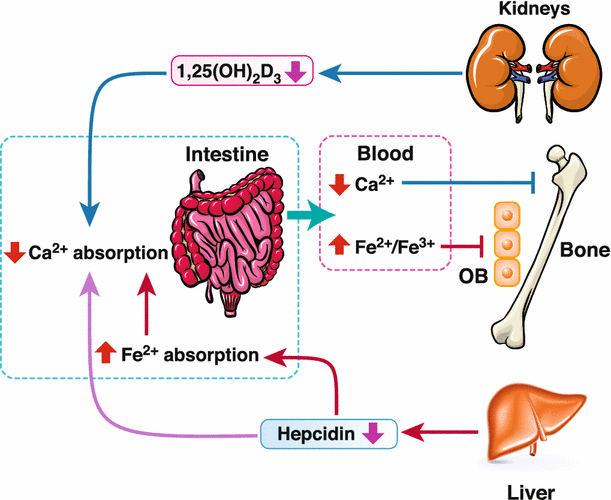 Intestinal calcium transport and its regulation in thalassemia