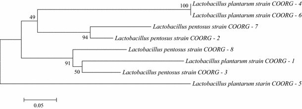 Lactobacillus Identification Chart