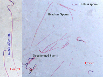 Stooks recommends best of Sperm taken from men and put in rats Larriva recommend Lesbian cum ass lick drink
