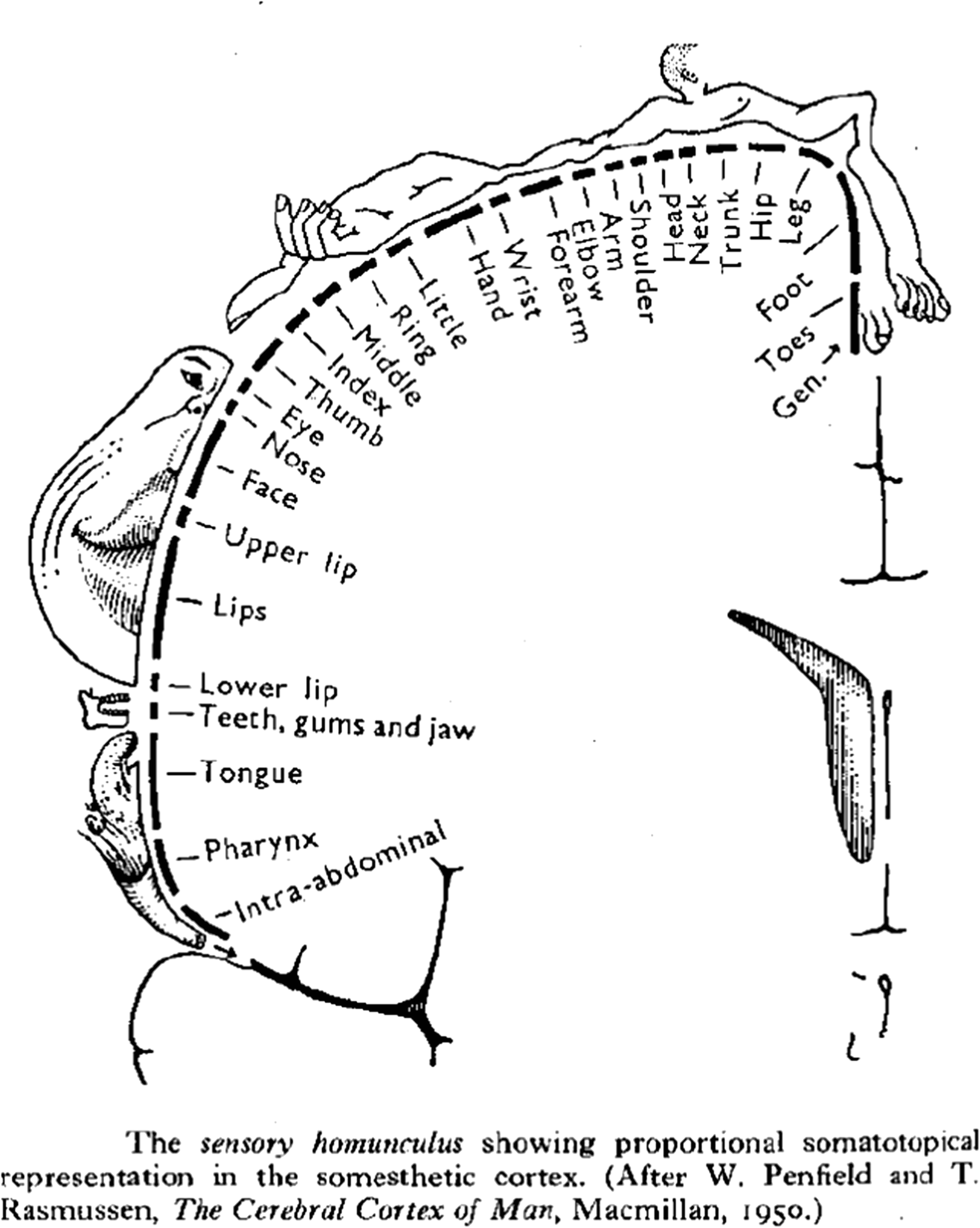 Homunculus Springerlink - 