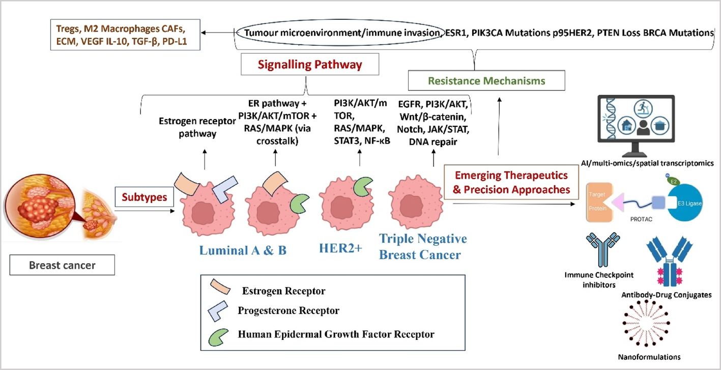 Breast Cancer | Decoding breast cancer: insights into molecular ...