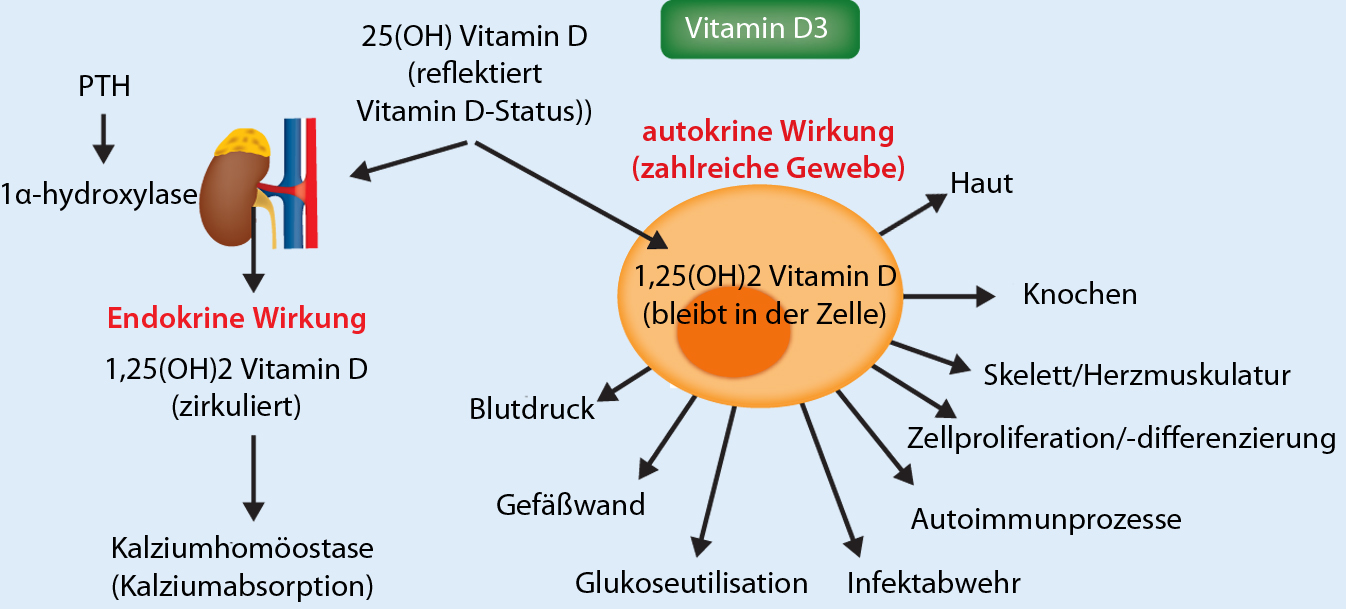 Knochenstoffwechsel und Vitamin D SpringerLink