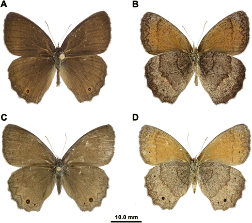 Uncovering The Hidden Diversity Of The Neotropical Butterfly