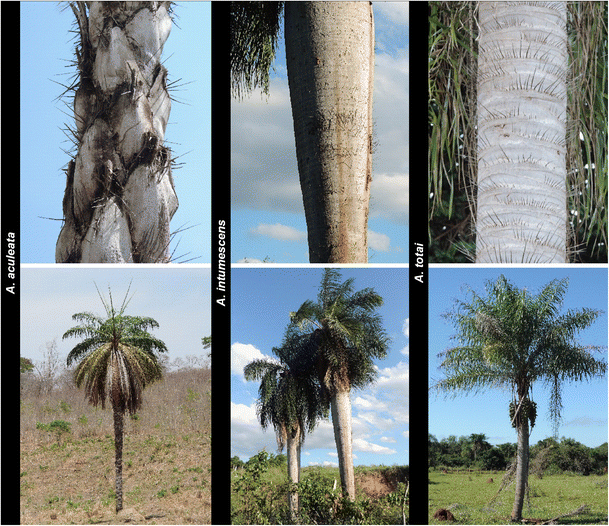 Resultado de imagem para palmeira corrozo Acrocomia aculeata (Arecaceae)