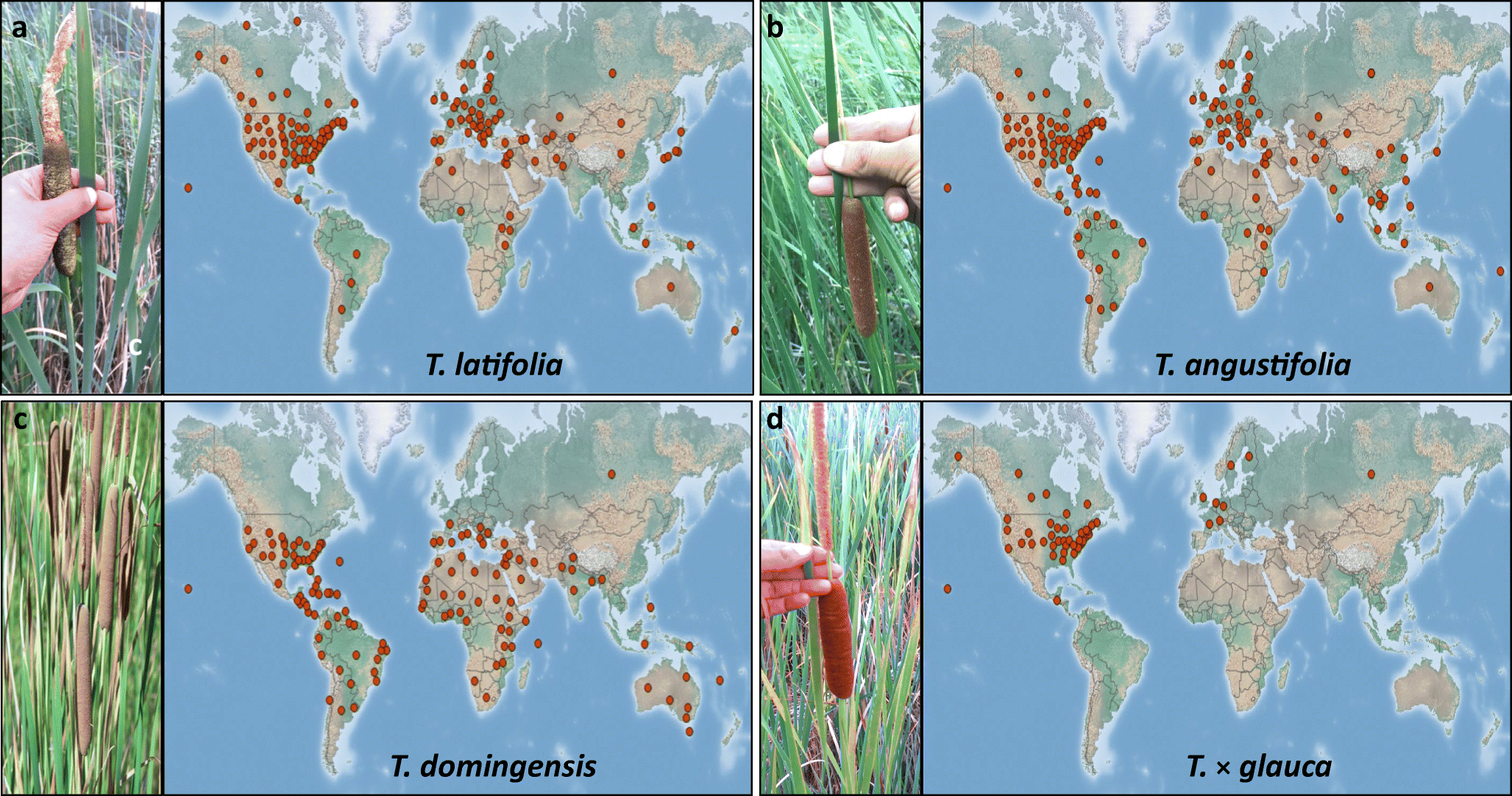 Typha Cattail Invasion In North American Wetlands Biology