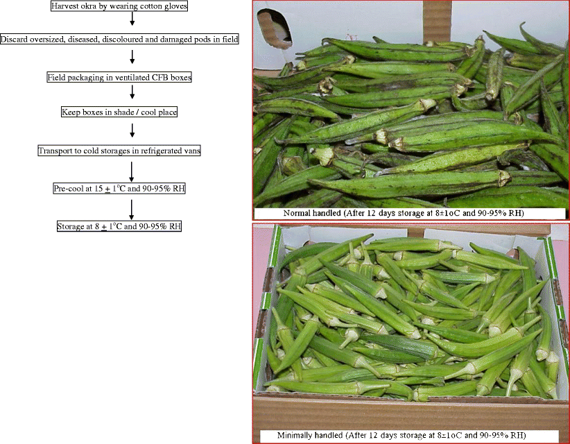 Development of postharvest protocol of okra for export marketing