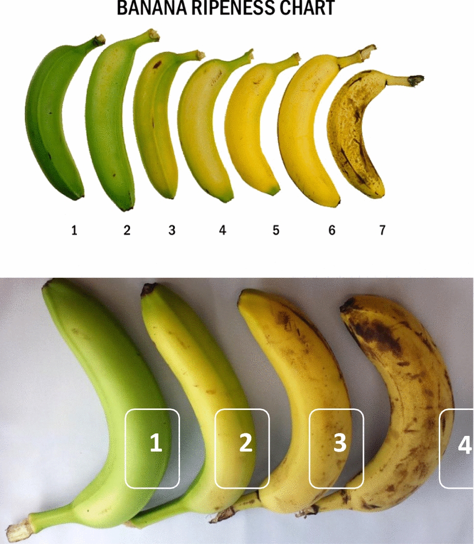 Banana Ripening Color Chart