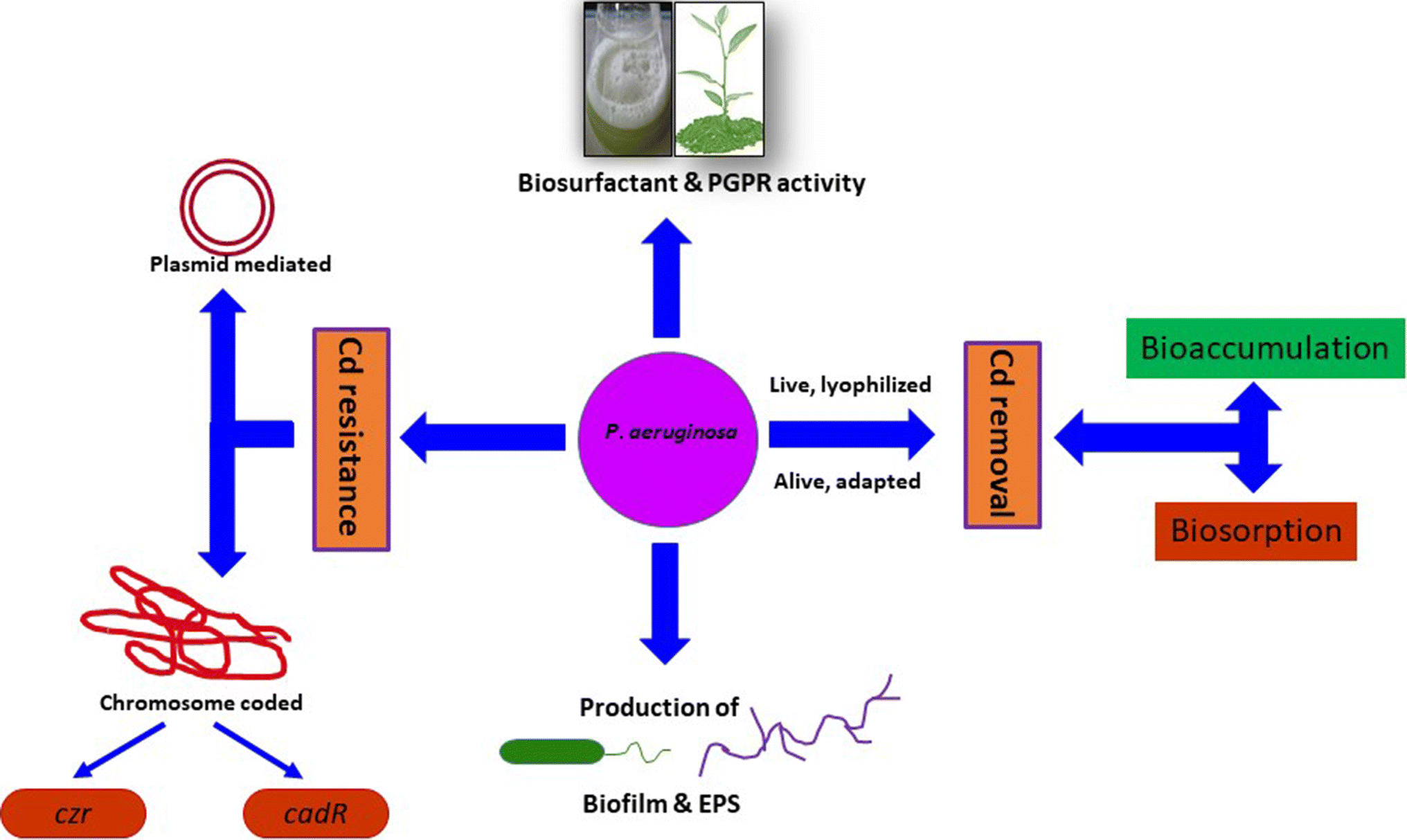 Treatment To Remove Metals From >> Cadmium Heavy Metals Bioremediation By Pseudomonas Aeruginosa A Treatment To Remove Metals From >> Cadmium Heavy Metals Bioremediation By Pseudomonas Aeruginosa A