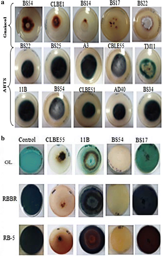 Phylogenetic And Metabolic Diversity Of Tunisian Forest Wood Degrading Fungi A Wealth Of Novelties And Opportunities For Biotechnology Springerlink
