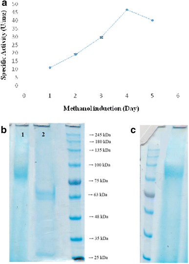 effect of ph on invertase activity Effect of temperature on invertase activity - free download as word doc (doc / docx), pdf file (pdf), text file (txt) or read online for free. effect of ph on invertase activity Effect of temperature on invertase activity - free download as word doc (doc / docx), pdf file (pdf), text file (txt) or read online for free.