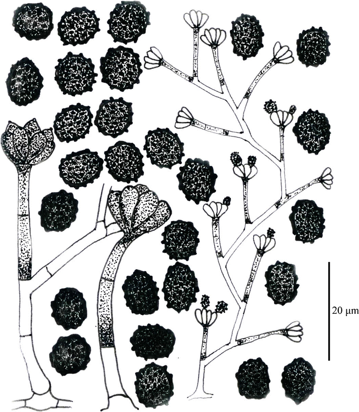 Overview of Stachybotrys ( Memnoniella) and current species status